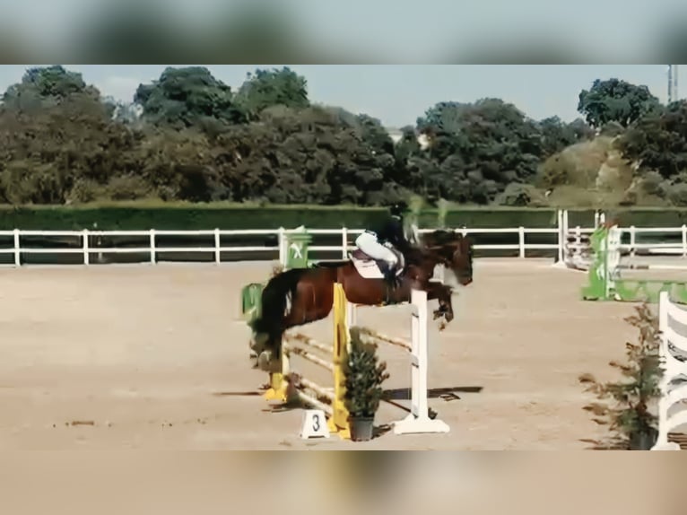Zangersheide Caballo castrado 5 años 165 cm Castaño oscuro in Madrid