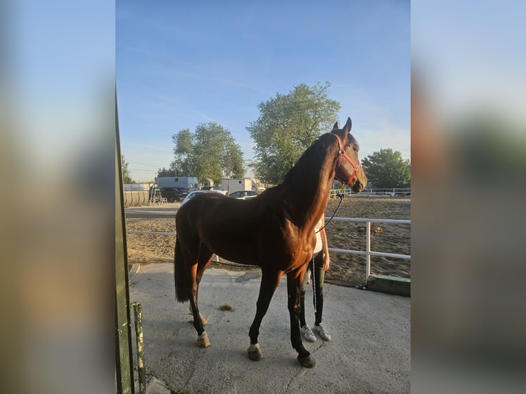 Zangersheide Caballo castrado 5 años 165 cm Castaño oscuro in Madrid