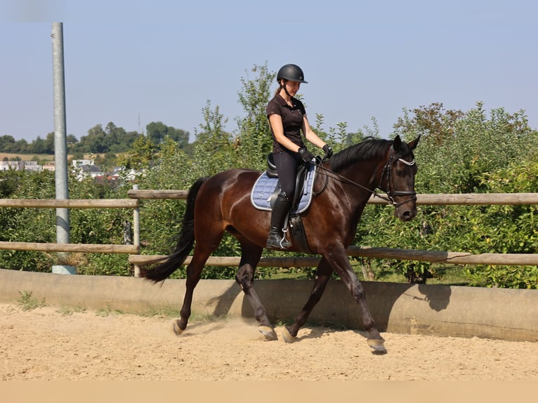 Zangersheide Caballo castrado 5 años 165 cm Negro in Oberderdingen