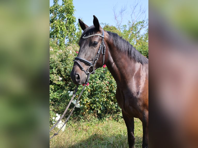 Zangersheide Caballo castrado 5 años 165 cm Negro in Oberderdingen