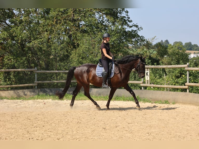 Zangersheide Caballo castrado 5 años 165 cm Negro in Oberderdingen