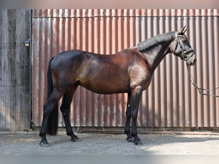 Zangersheide Caballo castrado 5 años 165 cm Negro in Oberderdingen