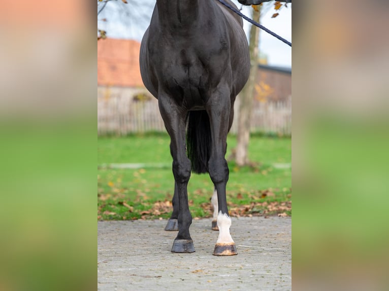 Zangersheide Caballo castrado 5 años 165 cm Negro in Grote Brogel