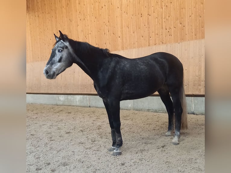 Zangersheide Caballo castrado 5 años 165 cm Tordillo negro in Rudersberg