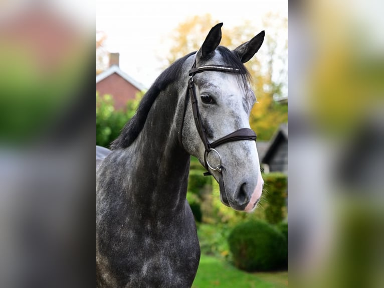 Zangersheide Caballo castrado 5 años 165 cm Tordo in Bladel