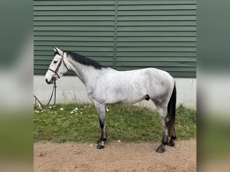 Zangersheide Caballo castrado 5 años 165 cm Tordo in Roermond