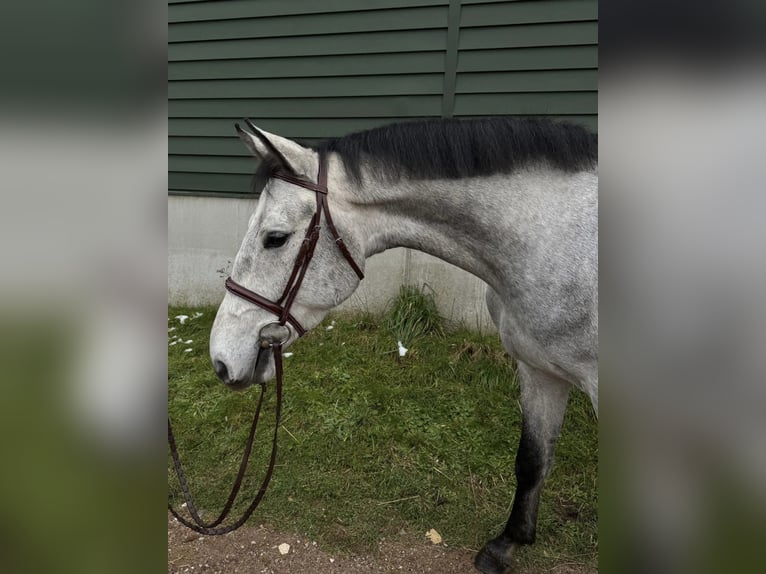 Zangersheide Caballo castrado 5 años 165 cm Tordo in Roermond