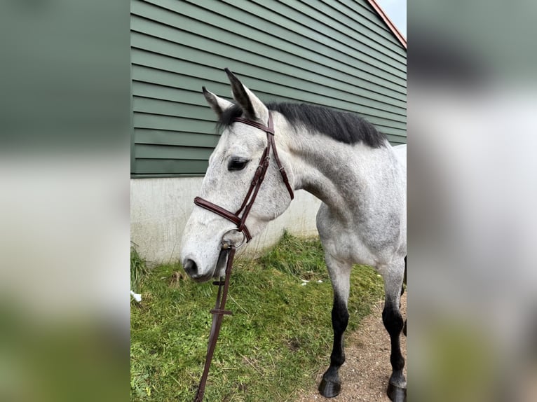 Zangersheide Caballo castrado 5 años 165 cm Tordo in Roermond