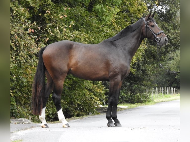 Zangersheide Caballo castrado 5 años 166 cm Castaño oscuro in Verl