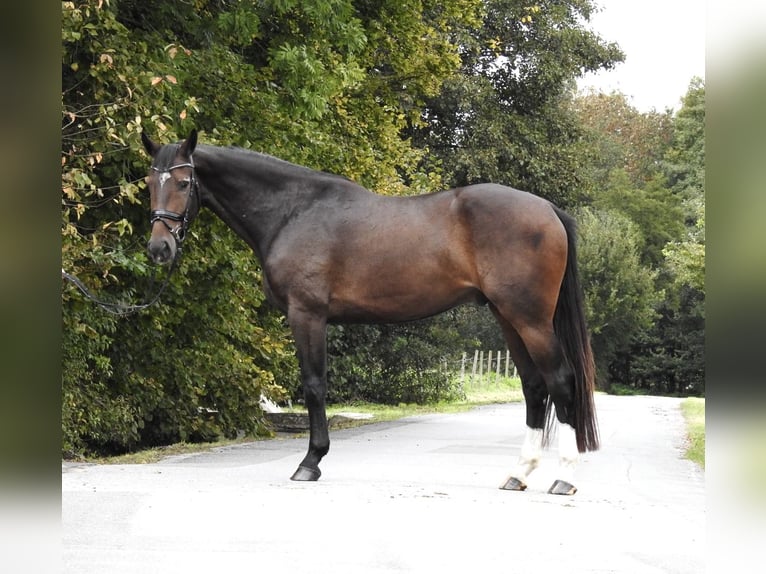 Zangersheide Caballo castrado 5 años 166 cm Castaño oscuro in Verl