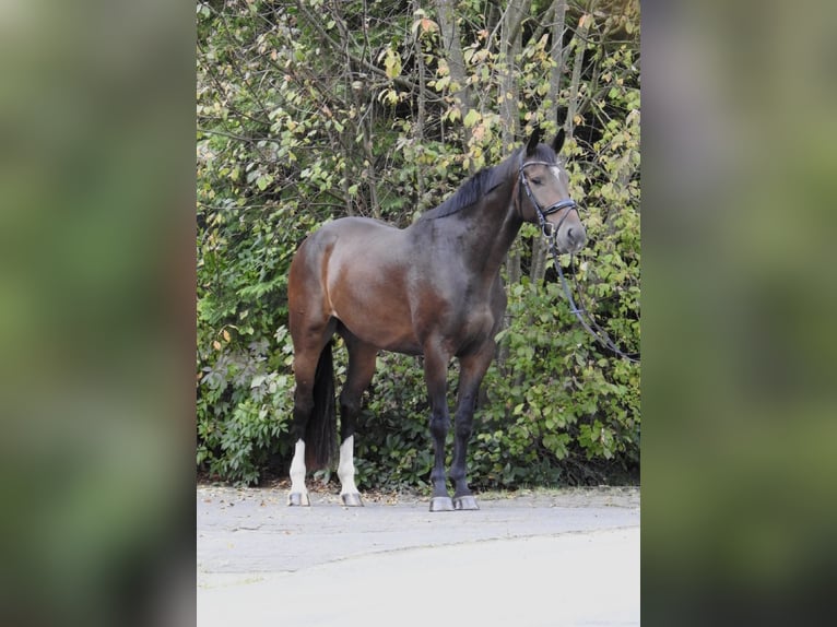 Zangersheide Caballo castrado 5 años 166 cm Castaño oscuro in Verl