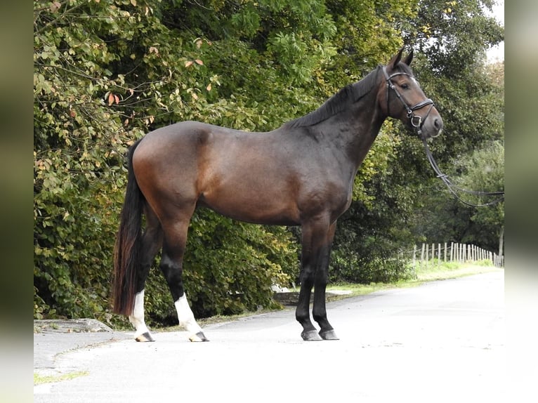 Zangersheide Caballo castrado 5 años 166 cm Castaño oscuro in Verl