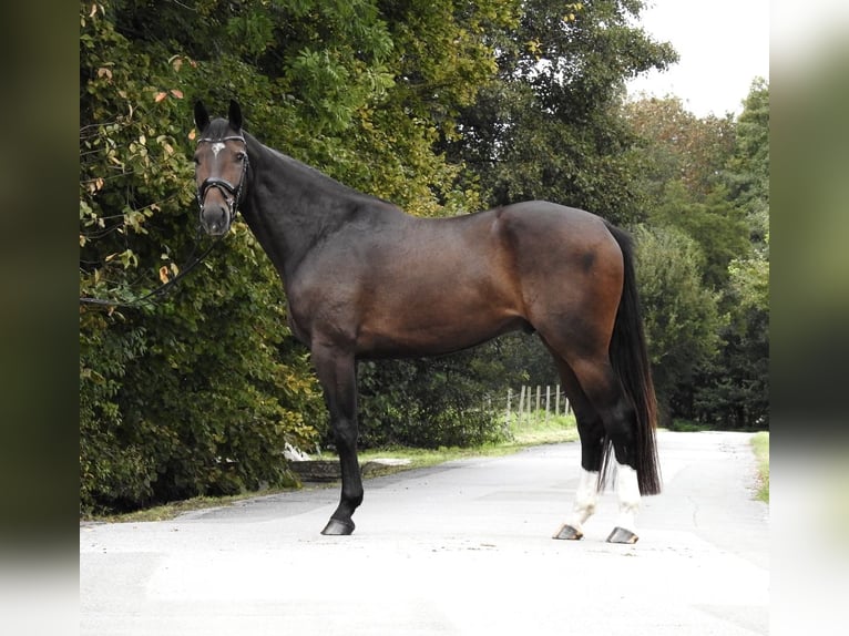 Zangersheide Caballo castrado 5 años 166 cm Castaño oscuro in Verl