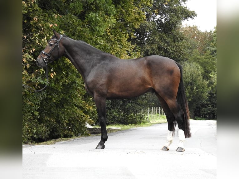 Zangersheide Caballo castrado 5 años 166 cm Castaño oscuro in Verl