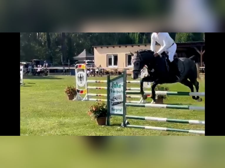 Zangersheide Caballo castrado 5 años 166 cm Tordo in Haldensleben