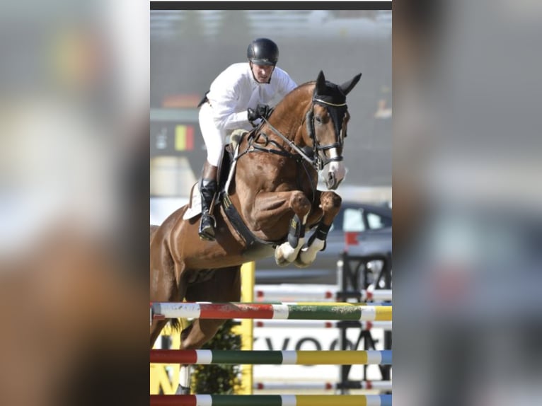 Zangersheide Caballo castrado 5 años 167 cm Castaño in Rhede