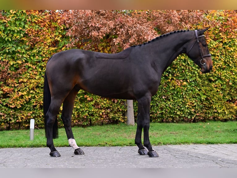 Zangersheide Caballo castrado 5 años 167 cm Castaño oscuro in Bladel