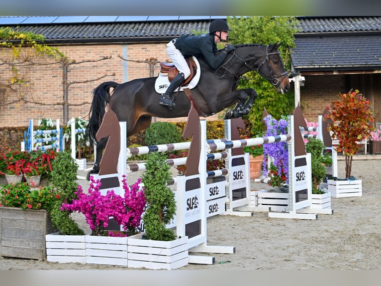 Zangersheide Caballo castrado 5 años 167 cm Castaño oscuro in Bladel