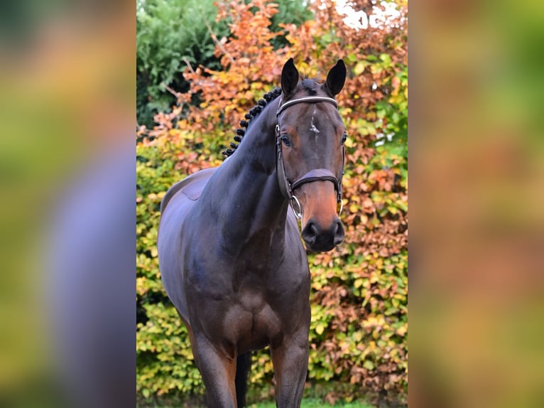 Zangersheide Caballo castrado 5 años 167 cm Castaño oscuro in Bladel