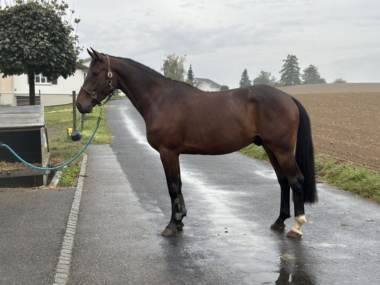 Zangersheide Caballo castrado 5 años 167 cm Castaño oscuro in Ersigen