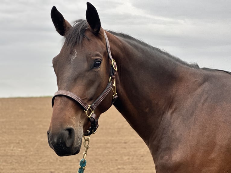 Zangersheide Caballo castrado 5 años 167 cm Castaño oscuro in Ersigen