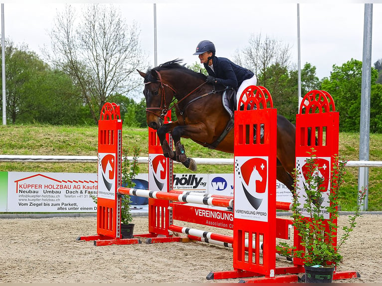 Zangersheide Caballo castrado 5 años 167 cm Castaño oscuro in Ersigen