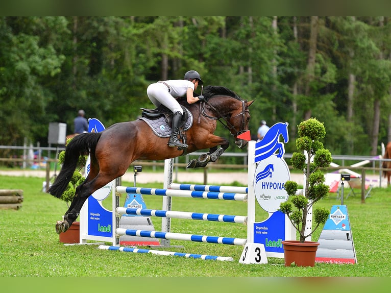 Zangersheide Caballo castrado 5 años 167 cm Castaño oscuro in Ersigen