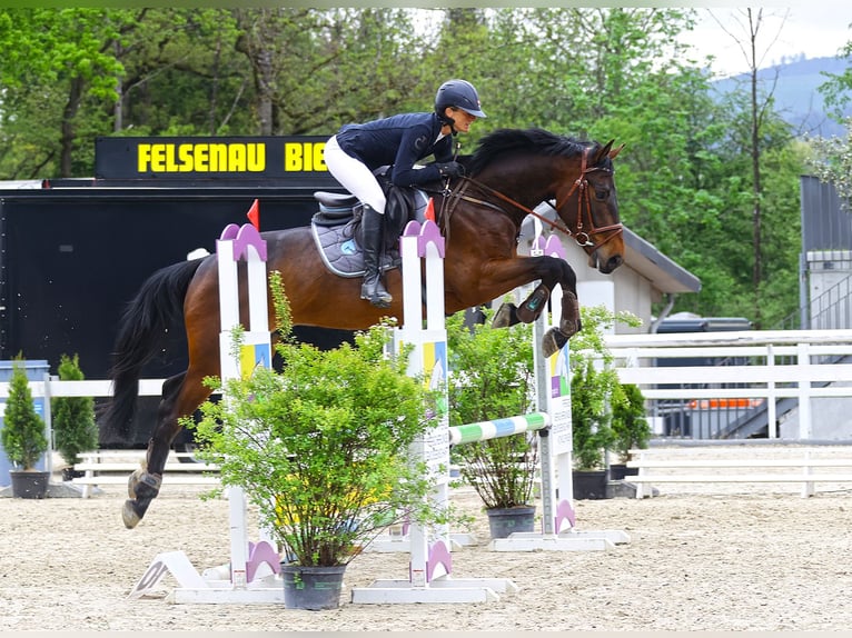 Zangersheide Caballo castrado 5 años 167 cm Castaño oscuro in Ersigen