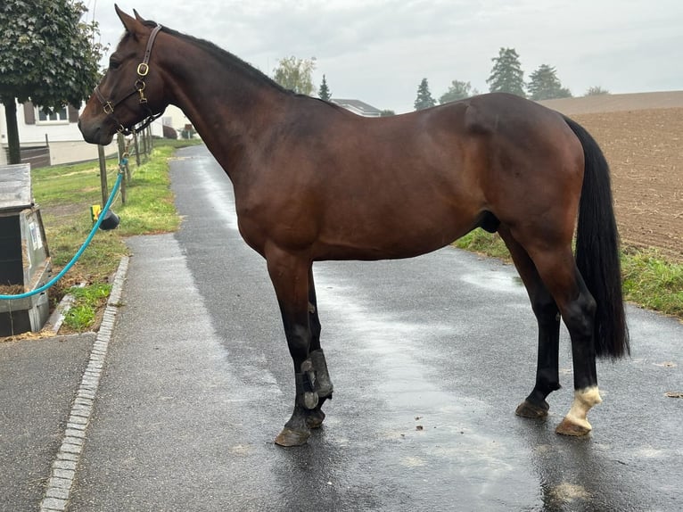 Zangersheide Caballo castrado 5 años 167 cm Castaño oscuro in Ersigen