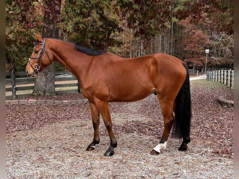 Zangersheide Caballo castrado 5 años 167 cm Castaño rojizo in Chesterfield