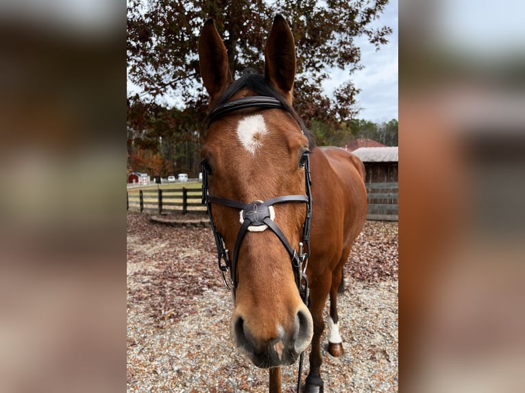 Zangersheide Caballo castrado 5 años 167 cm Castaño rojizo in Chesterfield