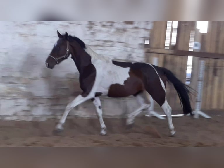 Zangersheide Caballo castrado 5 años 167 cm Pío in Mücheln (Geiseltal)