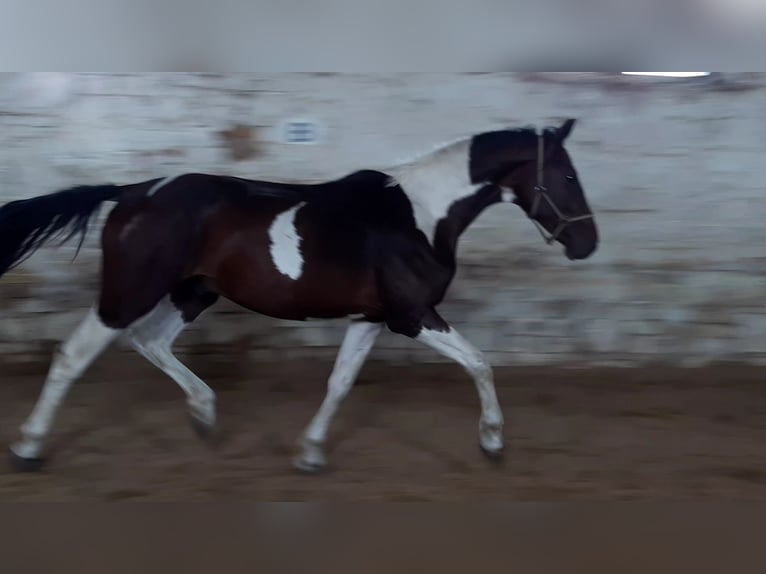 Zangersheide Caballo castrado 5 años 167 cm Pío in Mücheln (Geiseltal)