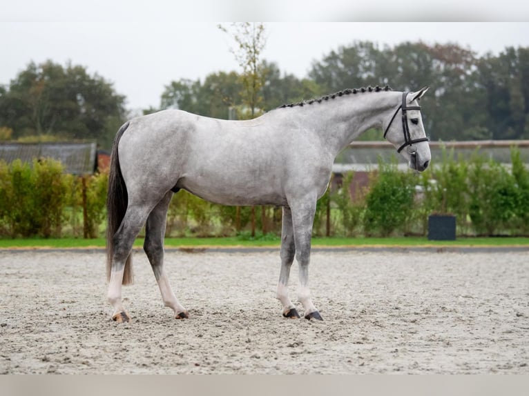 Zangersheide Caballo castrado 5 años 167 cm Tordo in Bladel