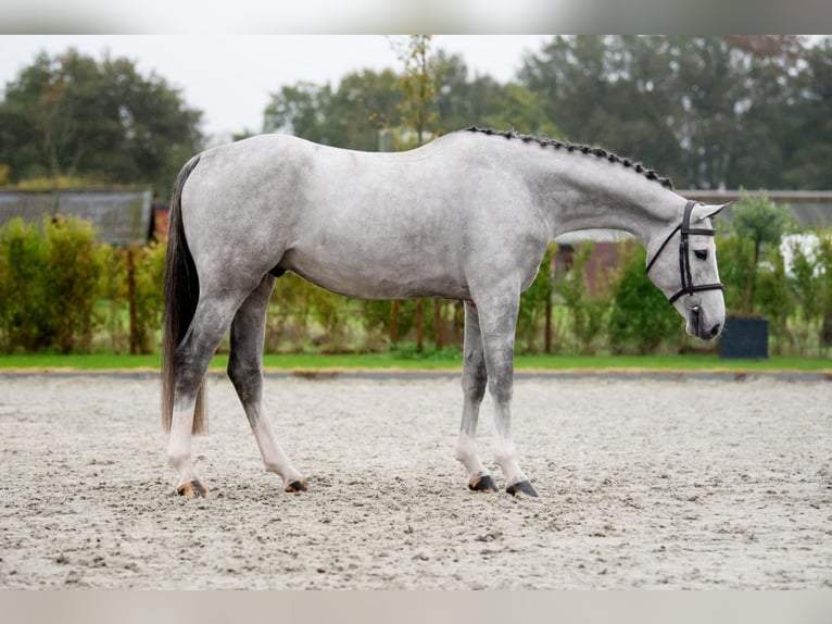 Zangersheide Caballo castrado 5 años 167 cm Tordo in Bladel