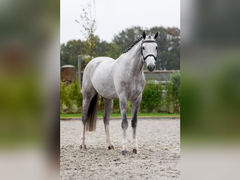 Zangersheide Caballo castrado 5 años 167 cm Tordo in Bladel