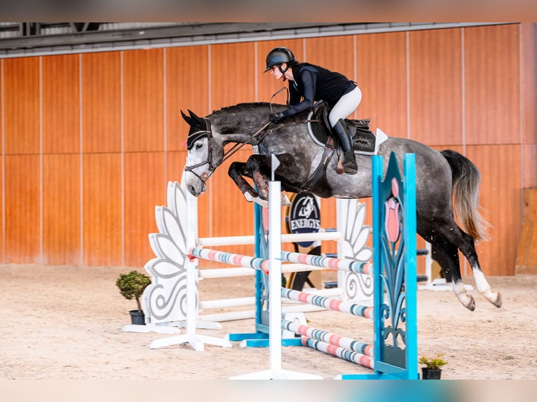 Zangersheide Caballo castrado 5 años 167 cm Tordo in Łazy
