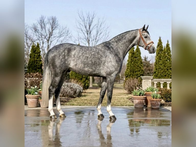 Zangersheide Caballo castrado 5 años 167 cm Tordo in Mor