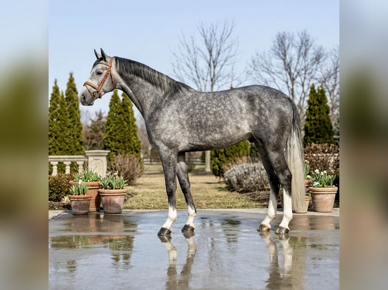 Zangersheide Caballo castrado 5 años 167 cm Tordo in Mor