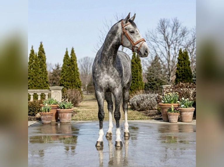 Zangersheide Caballo castrado 5 años 167 cm Tordo in Mor