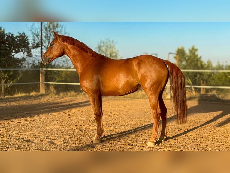 Zangersheide Caballo castrado 5 años 168 cm Alazán in Barcelona