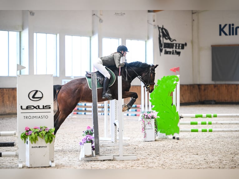 Zangersheide Caballo castrado 5 años 168 cm Castaño in Jarosławiec