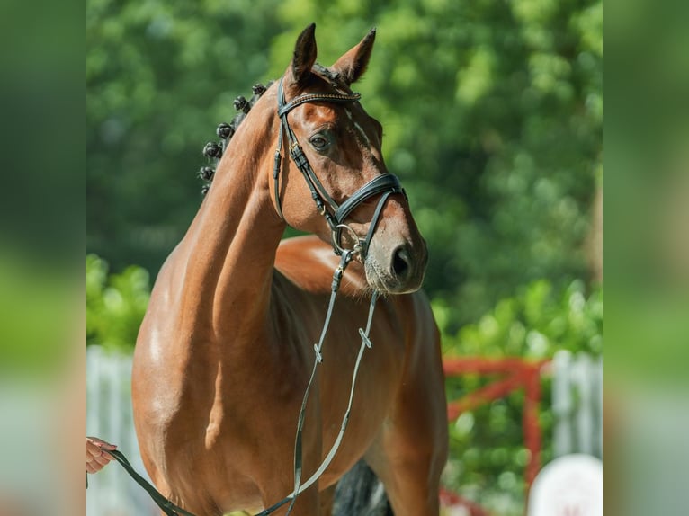 Zangersheide Caballo castrado 5 años 168 cm Castaño in Münster