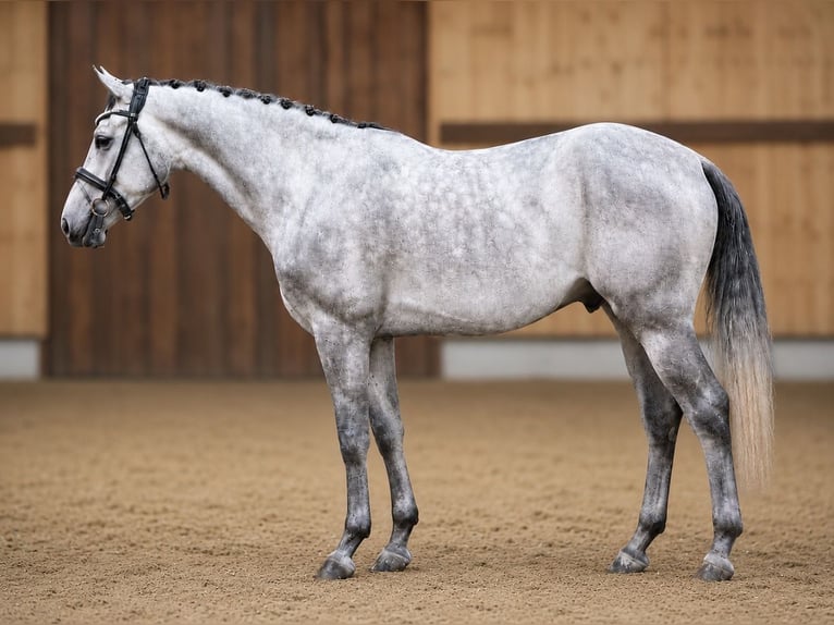 Zangersheide Caballo castrado 5 años 168 cm Tordo in Polling