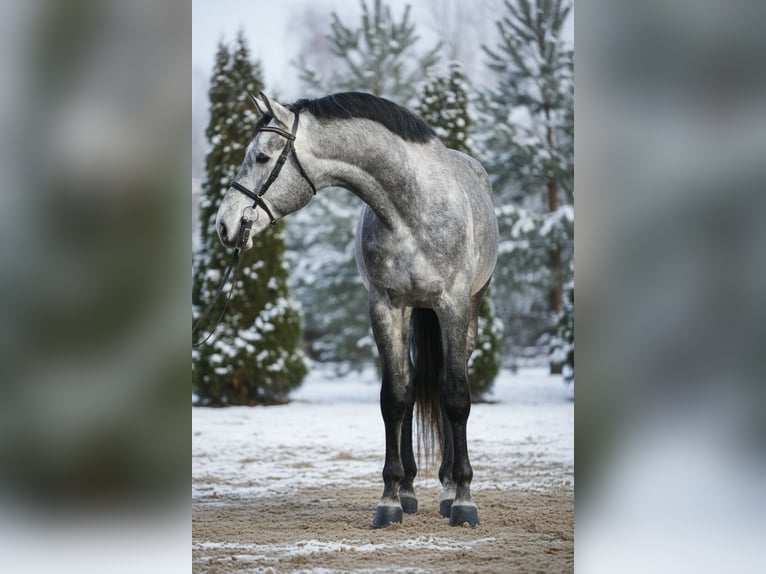 Zangersheide Caballo castrado 5 años 168 cm Tordo in Mor
