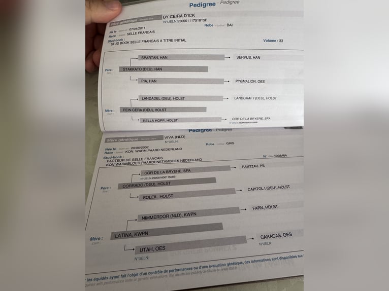 Zangersheide Caballo castrado 5 años 168 cm Tordo in Mor