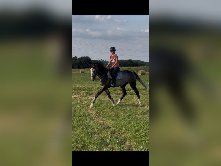 Zangersheide Caballo castrado 5 años 168 cm Tordo in Wisła