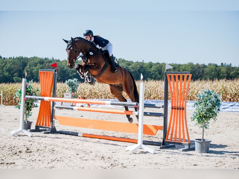 Zangersheide Caballo castrado 5 años 169 cm Castaño in Lengdorf