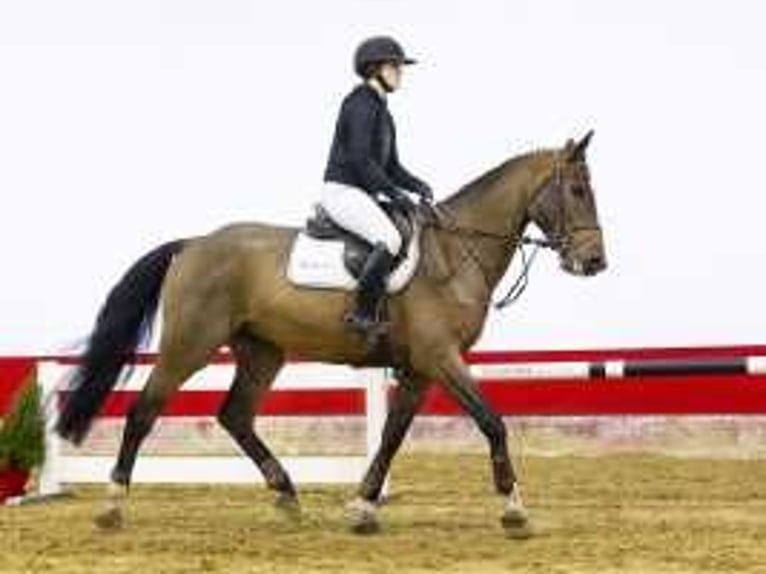 Zangersheide Caballo castrado 5 años 169 cm Castaño in Waddinxveen