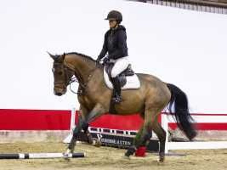 Zangersheide Caballo castrado 5 años 169 cm Castaño in Waddinxveen